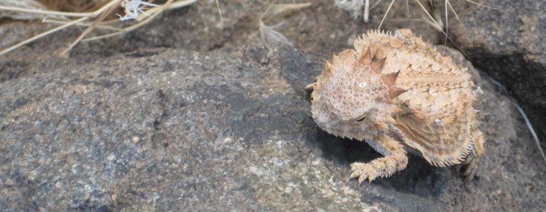 il a un air mena&ccedil;ant, mais il est la grosseur d'un crapaud!