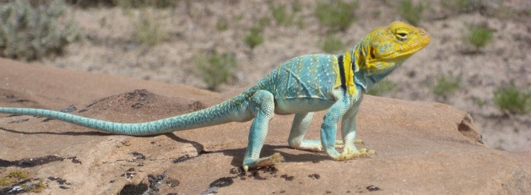 un l&eacute;zard tr&egrave;s color&eacute; se r&eacute;chauffe au soleil